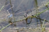 J01_2063 Lestes praemorsus ovip